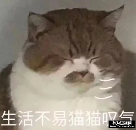 揭秘：號稱零擼的“養(yǎng)貓賺錢”騙局套路！